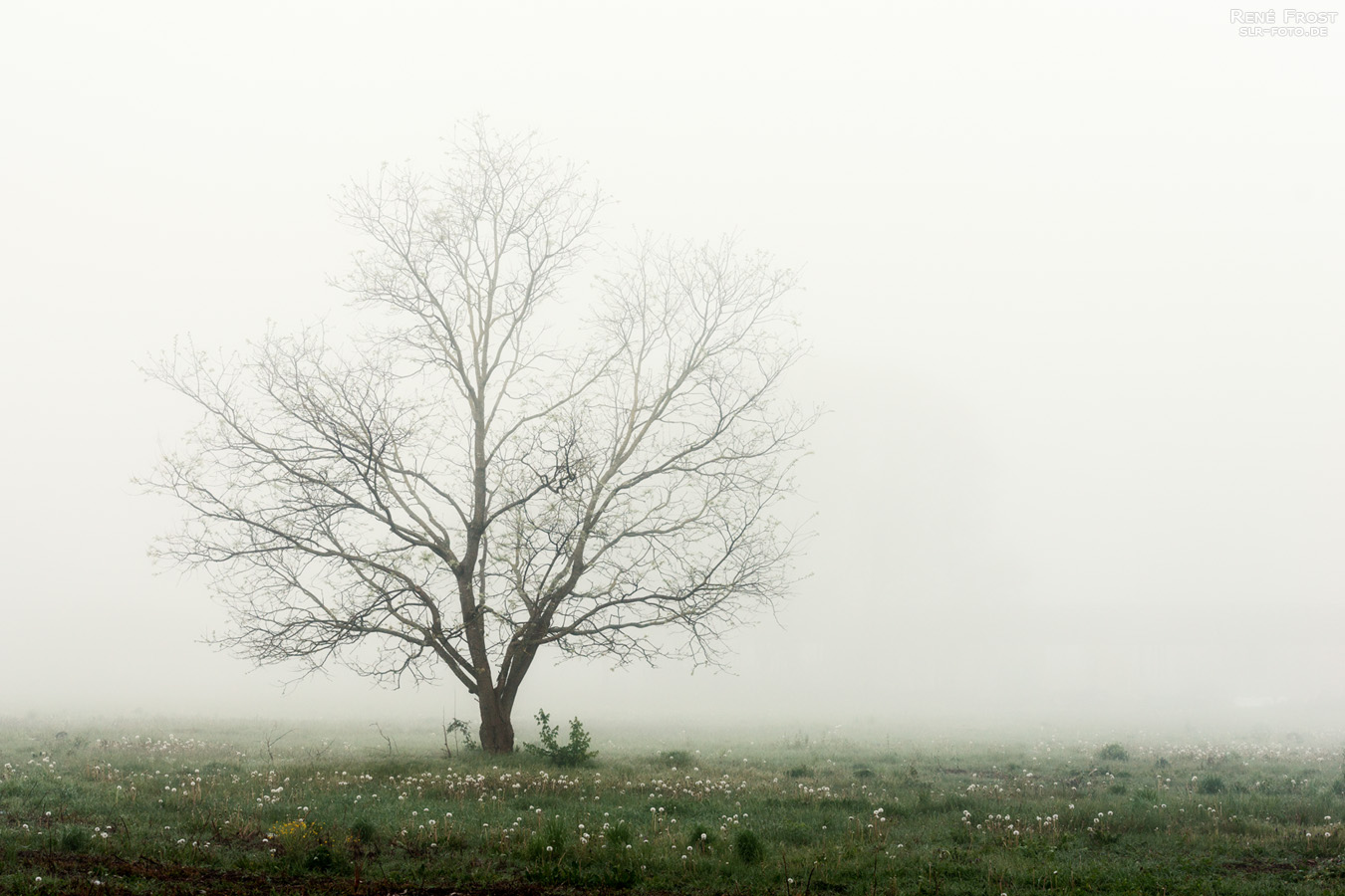 Baum und Pusteblumen im Nebel