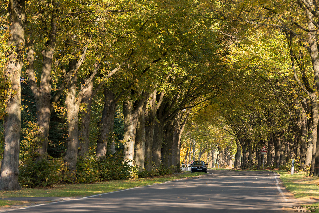 Allee - herbstgelb - 1138