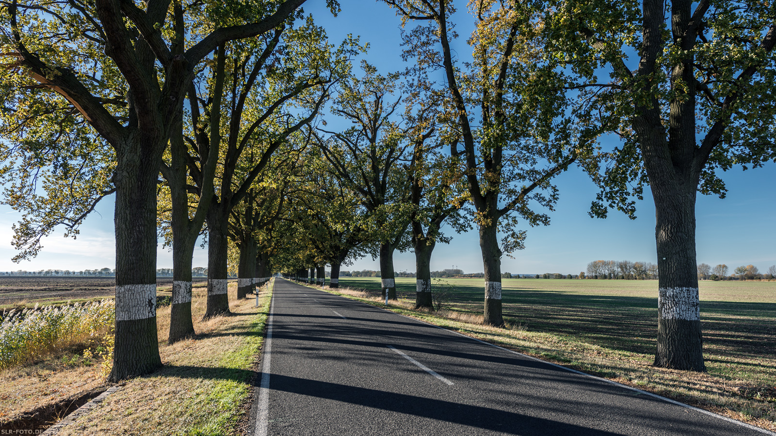 Allee in Brandenburg 6682