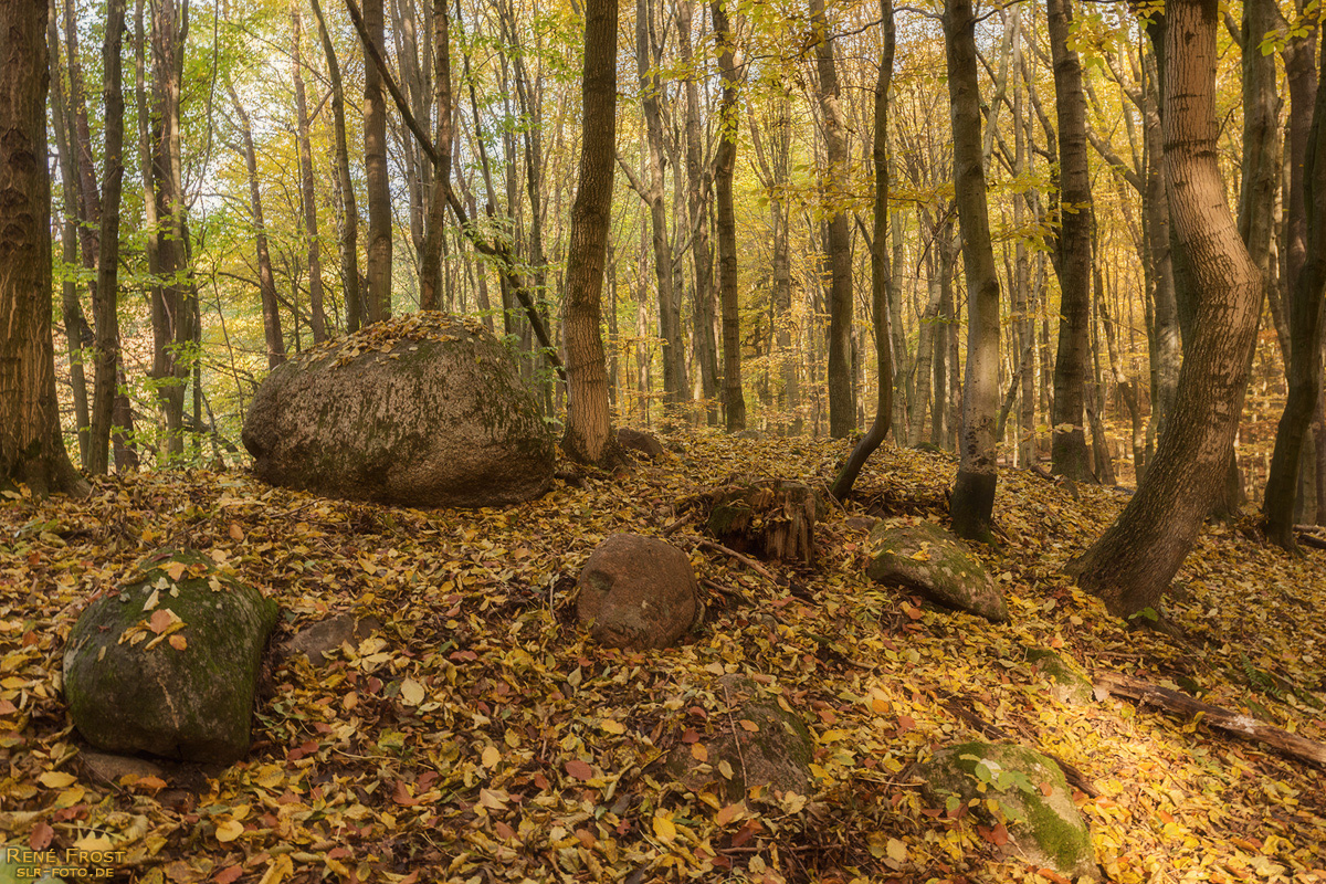 Buchenwald Grumsin im Herbst - 1760