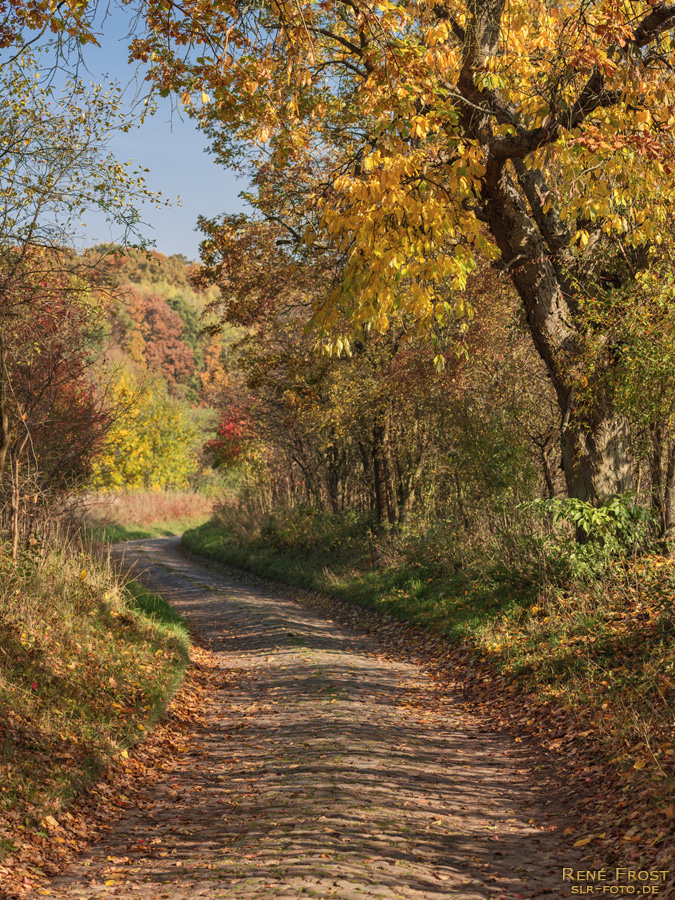 Buchenwald Grumsin im Herbst - 1805