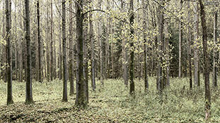 Wald im Polenztal