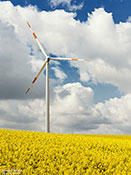 Windkraft im Rapsfeld