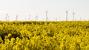 Erneuerbare Energie - Windkraft und Rapsfelder