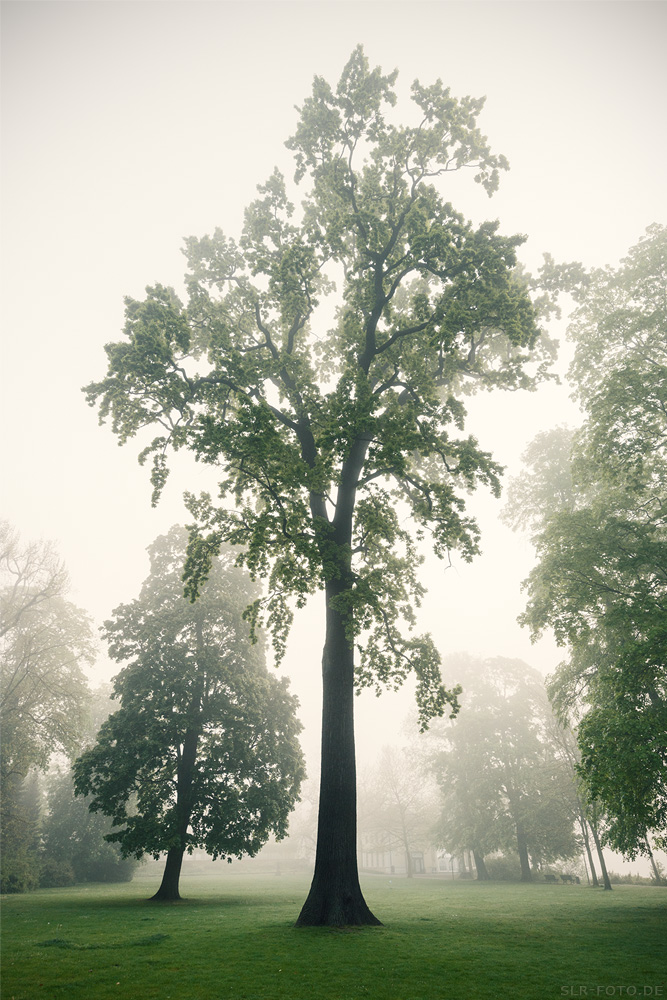Bäume im Nebelgegenlicht