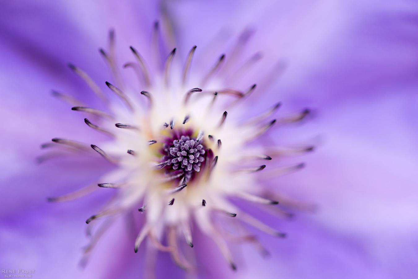 aufstrebend lila