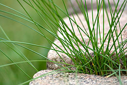 minimalistisch - grün - Gras