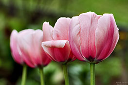 Tulpenschärfe
