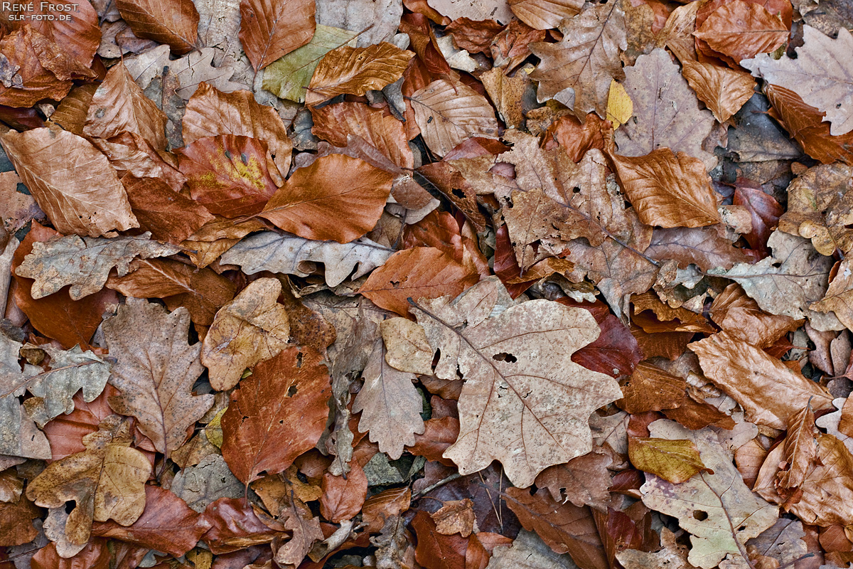 Herbstlaub