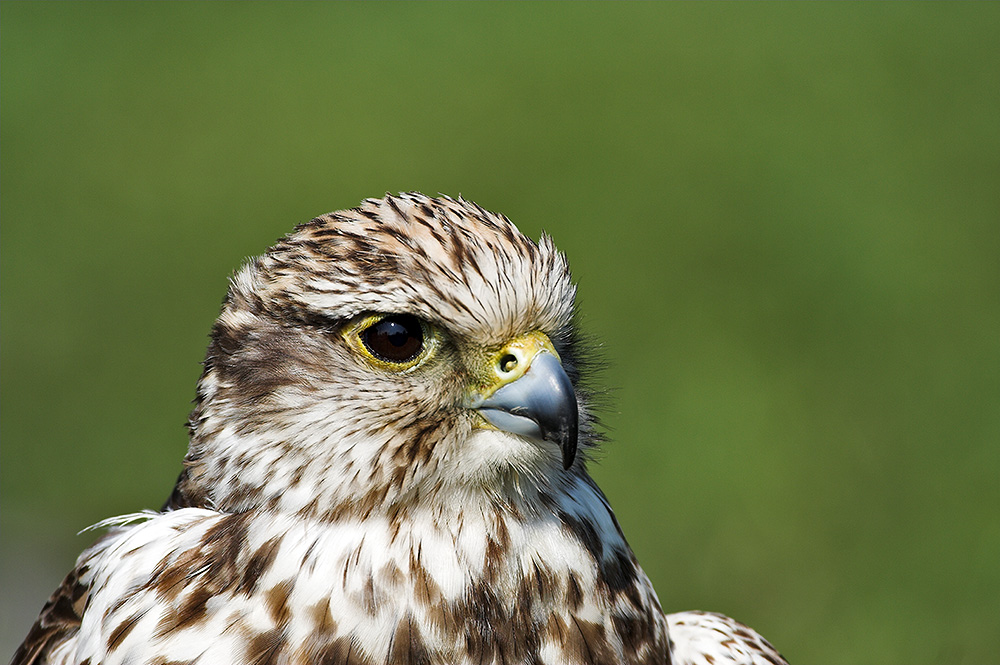 Falke (Falconidae)