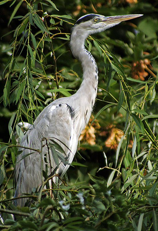 Graureiher (Ardea cinerea)