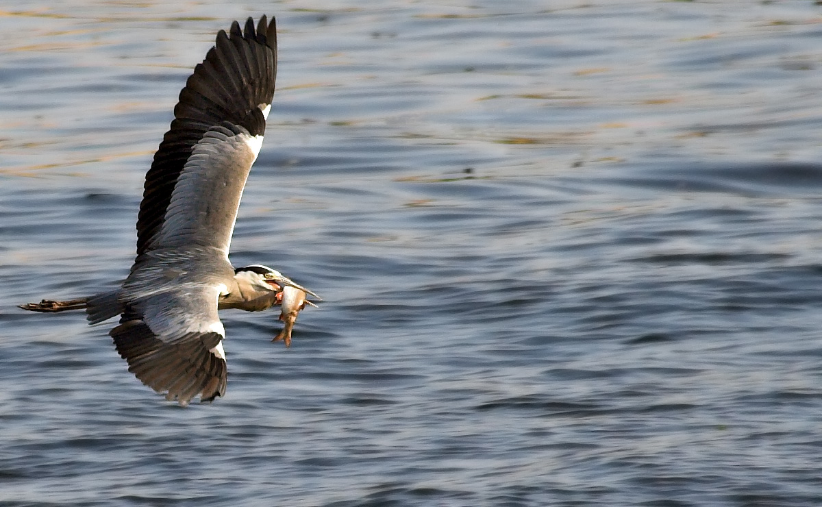 Graureiher (Ardea cinerea)