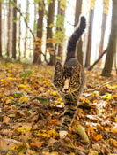 junge Katze im Wald