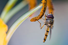 Schwebfliege (Syrphidae)